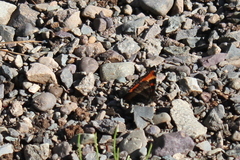 Aglais milberti