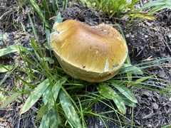 Suillus grevillei