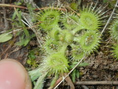 Drosera glanduligera