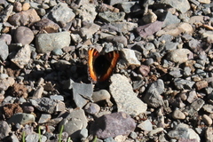 Aglais milberti