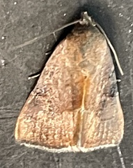 Galgula partita