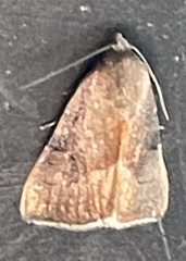 Galgula partita