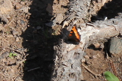 Aglais milberti