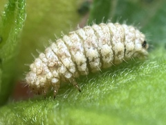 Ophraella communa