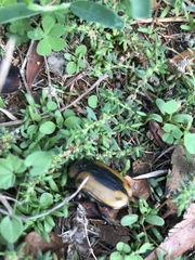 Chondropyga dorsalis