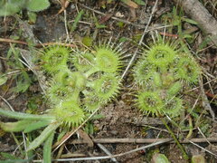 Drosera glanduligera