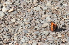 Aglais milberti