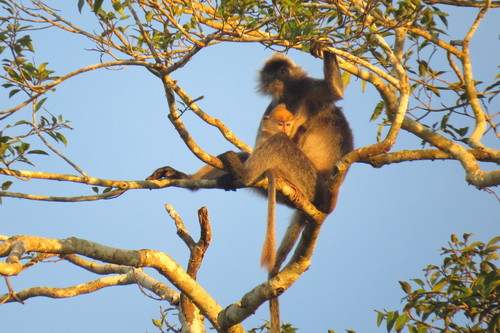Silvered Leaf Monkey, photo 4 of 8