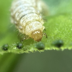 Ophraella communa