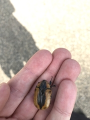 Chondropyga dorsalis