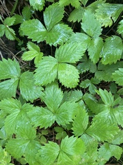 Fragaria