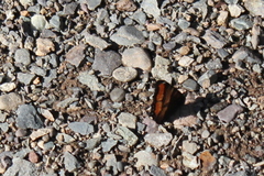 Aglais milberti