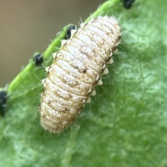 Ophraella communa
