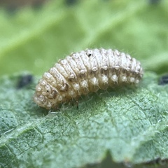 Ophraella communa