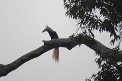 Berenicornis comatus