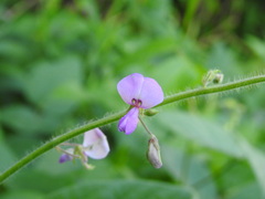 Desmodium canescens
