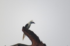 Berenicornis comatus