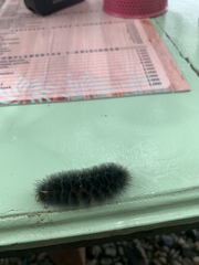 Lophocampa annulosa