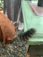 Lophocampa annulosa