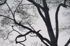 Berenicornis comatus