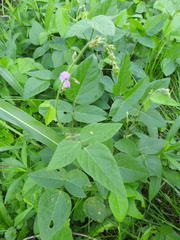 Desmodium canescens
