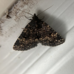 Metalectra diabolica