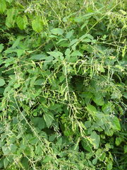 Desmodium canescens