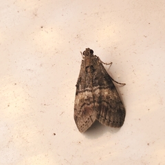 Pococera asperatella