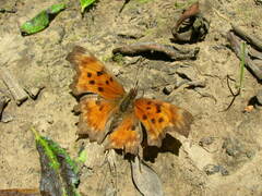 Polygonia