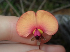 Isotropis cuneifolia