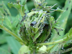Rhopalomyia solidaginis