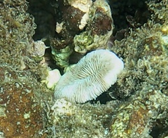 Pleuractis granulosa