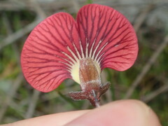 Isotropis cuneifolia