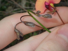 Isotropis cuneifolia
