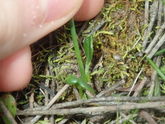 Isotropis cuneifolia