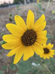 Helianthus