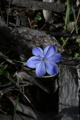 Chamaescilla corymbosa