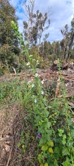 Teucrium corymbosum