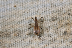 Polytoxus fuscovittatus