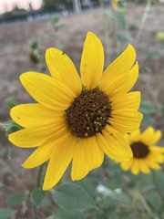 Helianthus