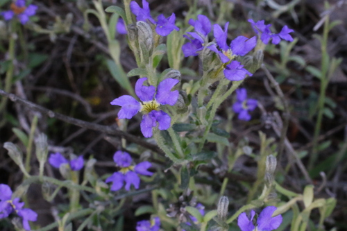 Image of Dampiera marifolia by no rights reserved