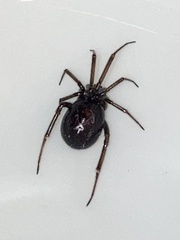 Steatoda grossa