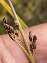 Juncus balticus ater