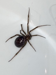 Steatoda grossa