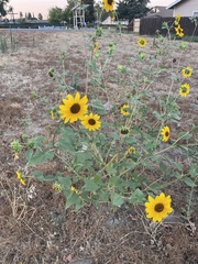 Helianthus