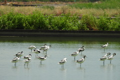 Recurvirostra avosetta