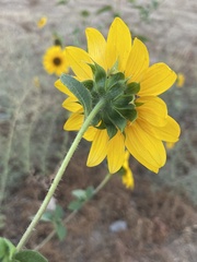 Helianthus