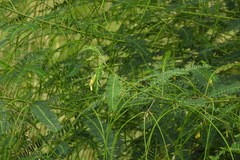 Sesbania cannabina