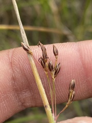 Juncus balticus ater