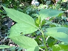 Verbesina occidentalis